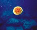 Medusa Chrysaora