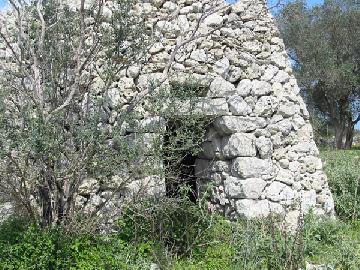 Vicino ad un olivastro