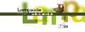 Lampante. Gallipoli, citt� dell�olio