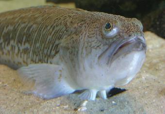 la parasaura