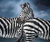 Zebre in testa coda