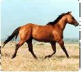 Cavallo