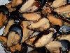 Cozze nere