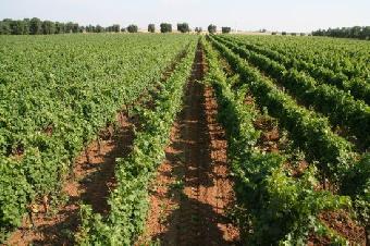 Vigne di negramaro