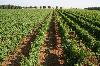 Vigne di negramaro