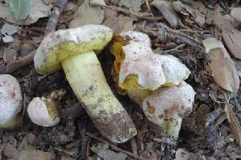 roseoalbidus