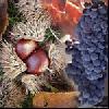  castagne e vino   