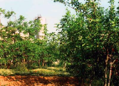 Cantine vinicole Carmiano