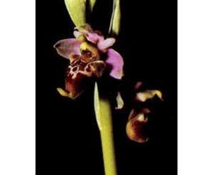 Orchidee (Foto 6)