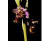 Orchidee (Foto 6)