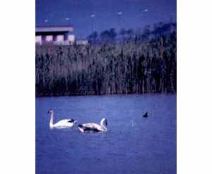 Cigno reale (Foto 3)