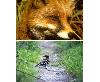 Fauna locale (Foto 1)
