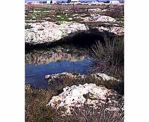 Palude del Capitano (Foto 1)