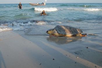 Tartaruga caretta caretta