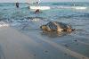 Tartaruga caretta caretta