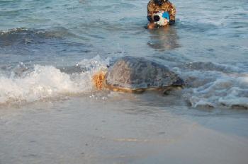 Tartaruga caretta caretta