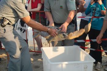 Tartaruga caretta caretta