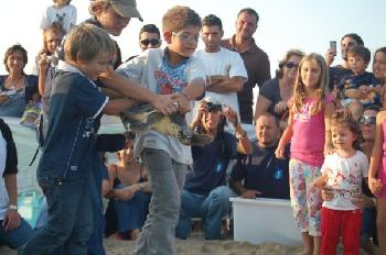 Tartaruga caretta caretta