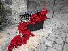 Note Fiorite