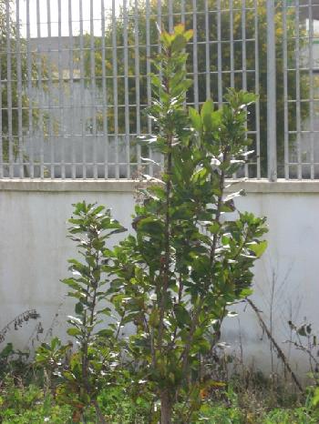 Pianta medicinale