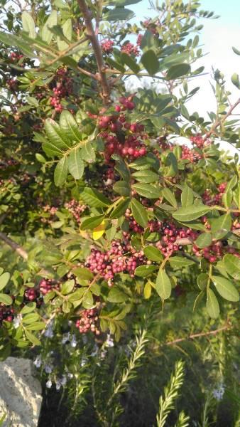 Trekking con Salento Faber