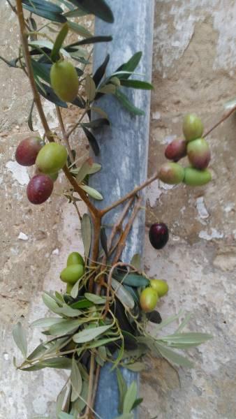 Alla scoperta dei prodotti dell’orto