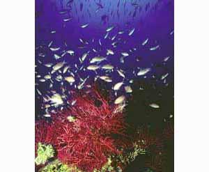 Coralligeno (Foto 1)